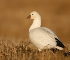 Ross's Goose