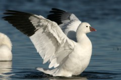 Ross's Goose