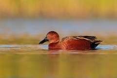 Cinnamon Teal