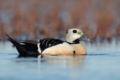 Steller's Eider