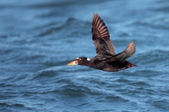 Surf Scoter