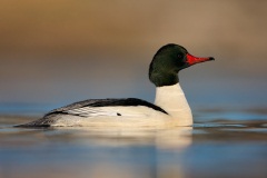 Common Merganser
