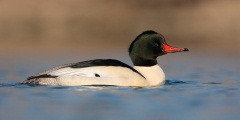 Common Merganser