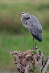 Great Blue Heron