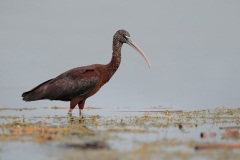 Glossy Ibis