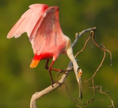 Roseate Spoonbill