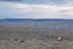 Greater Sage-Grouse