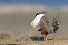 Greater Sage-Grouse