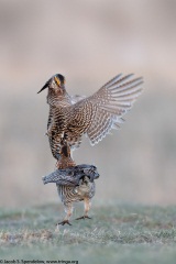 Greater Prairie-Chicken
