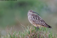 Bristle-thighed Curlew