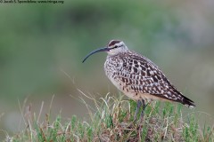 Bristle-thighed Curlew