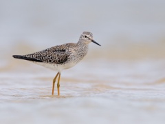 Lesser Yellowlegs