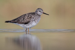 Lesser Yellowlegs