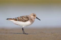 Sanderling