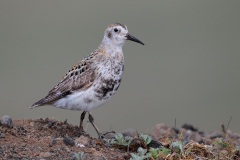 Rock Sandpiper