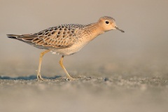 Buff-breasted Sandpiper