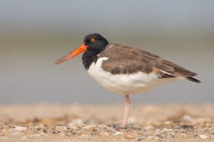 American Oystercatcher