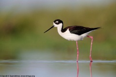 Black-necked Stilt