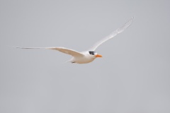 Royal Tern