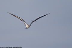 Bridled Tern