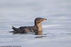 Rhinoceros Auklet