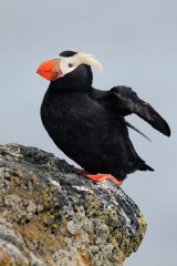 Tufted Puffin