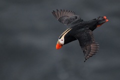 Tufted Puffin