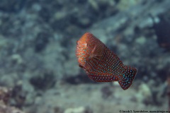 Shortnose Wrasse