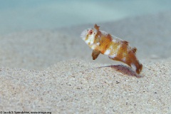 Bronzespot Razor Wrasse