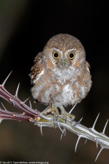 Elf Owl