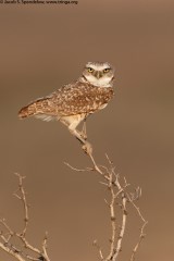 Burrowing Owl