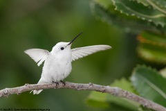 Anna's Hummingbird