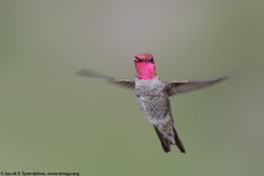 Anna's Hummingbird