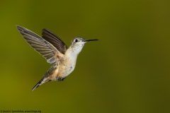 Broad-tailed Hummingbird