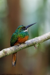 Rufous-tailed Jacamar