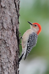 Red-bellied Woodpecker