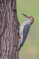 Golden-fronted Woodpecker