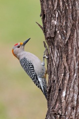 Golden-fronted Woodpecker