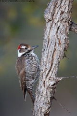 Arizona Woodpecker
