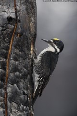 Black-backed Woodpecker