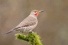 Northern Flicker (Red-shafted Flicker)