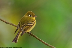 Yellowish Flycatcher