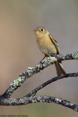 Buff-breasted Flycatcher
