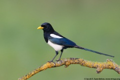 Yellow-billed Magpie