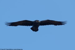 Common Raven