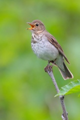 Swainson's Thrush
