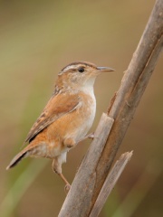 Marsh Wren