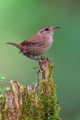 Winter Wren