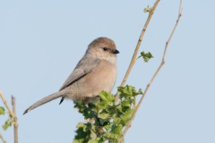 Bushtit