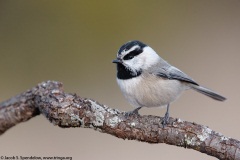 Mountain Chickadee